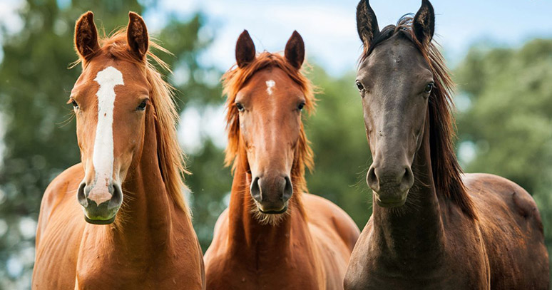 1525272552-15-at-beslenmesi